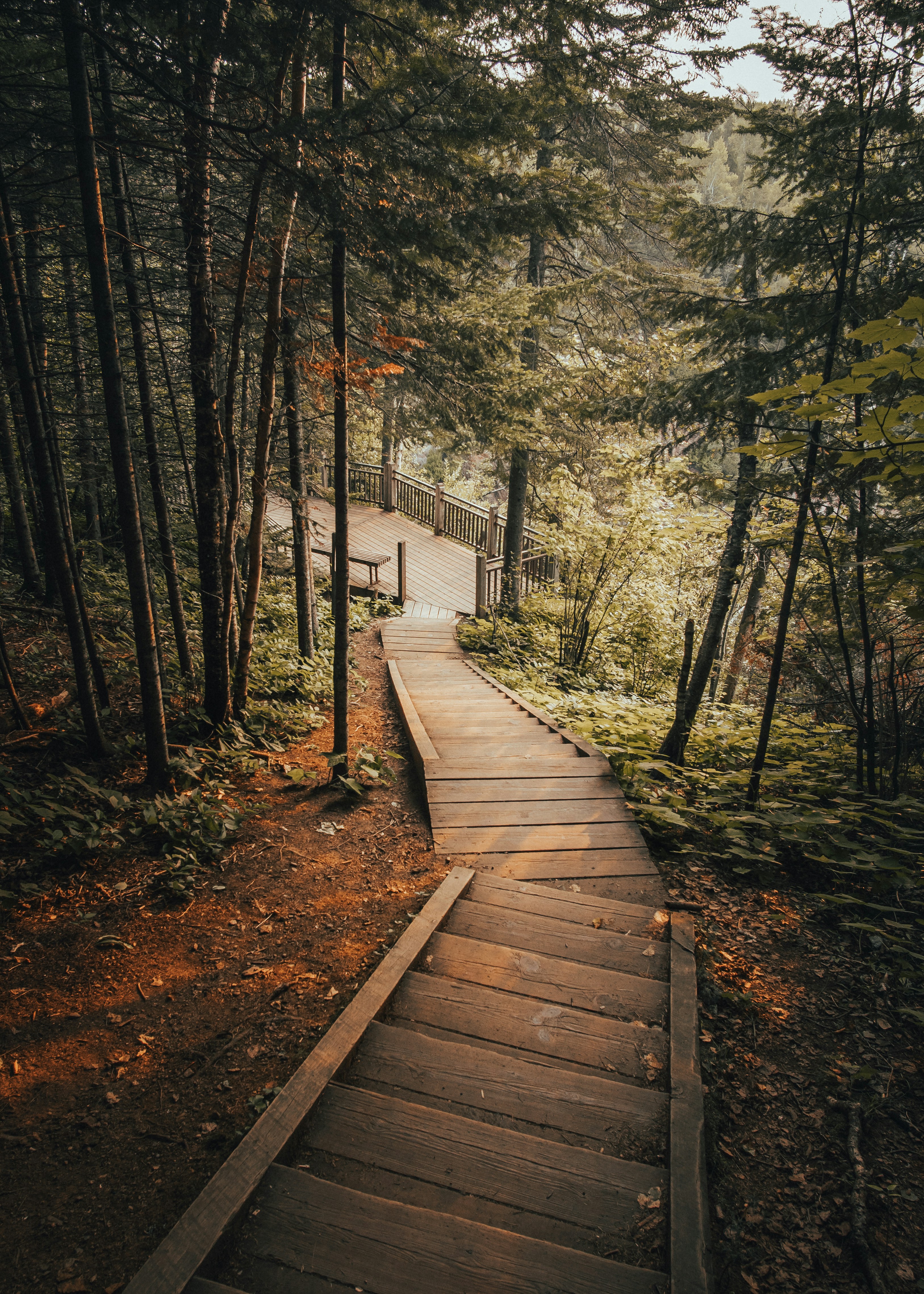 A boardwalk through forest